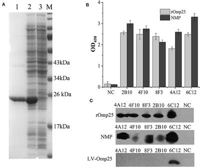 Evaluation of Reactivity of Monoclonal Antibodies Against Omp25 of Brucella spp.